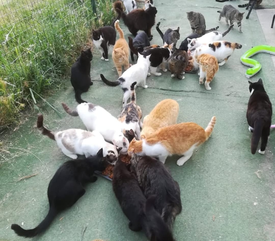 gattini_oasi