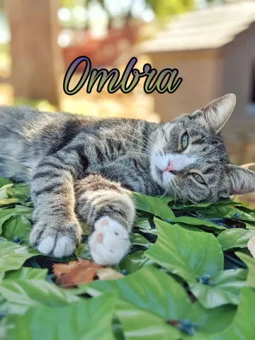 ombra-1