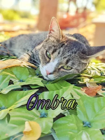 ombra-2