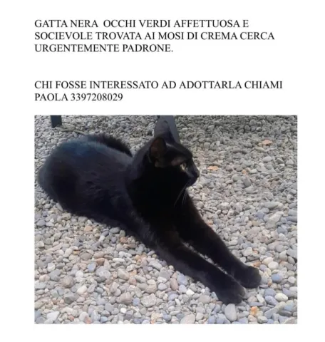 gatta_nera