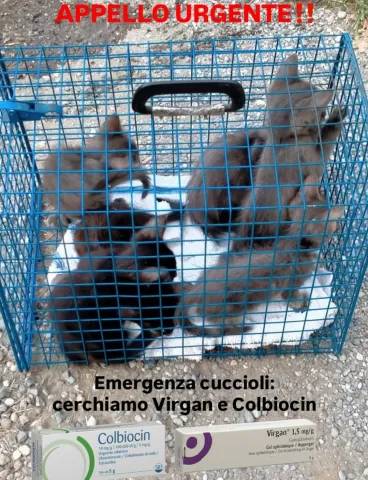 emergenza_colliri